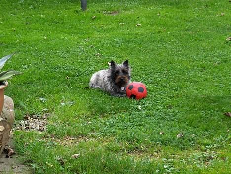 Cairn terrier Fie billede 8