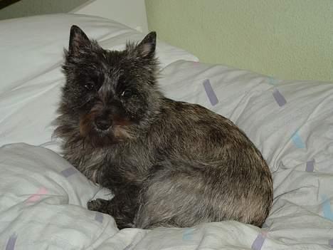 Cairn terrier Fie billede 9
