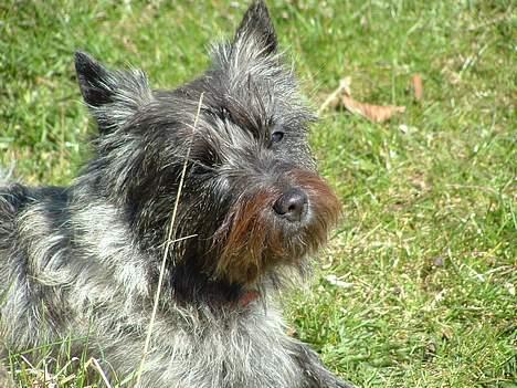 Cairn terrier Fie billede 10