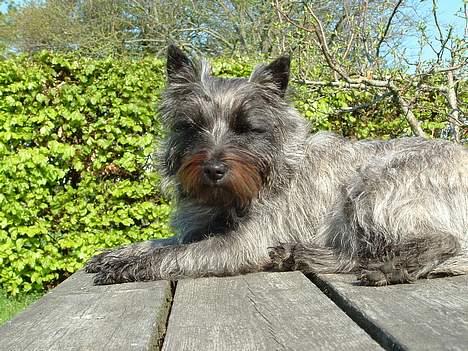 Cairn terrier Fie billede 11