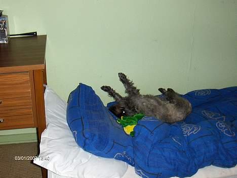 Cairn terrier Fie billede 12