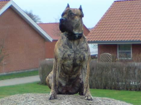 Dogo canario Freja billede 14