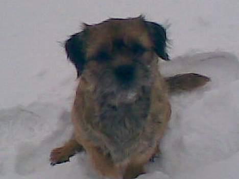 Border terrier Acita - Her er min Acita:D billede 1