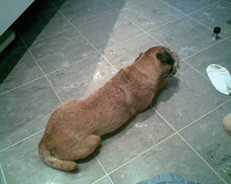 Border terrier Acita - har lige fået et ben!:) billede 2