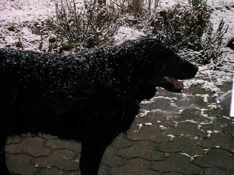 Labrador retriever Maxi (¯`v´¯) (R.I.P) billede 15