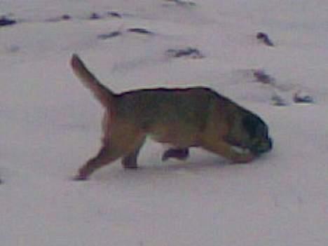 Border terrier Acita - Jeg tror jeg kan lugte en mus?? billede 3