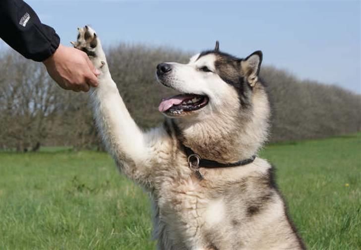 Alaskan malamute SILVER - yes hi five billede 14