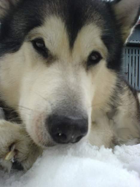 Alaskan malamute SILVER billede 15