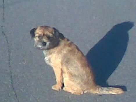 Border terrier Acita - Kom nu det kan ikke tage så lang tid! billede 4