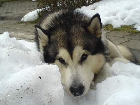 Alaskan malamute SILVER billede 16