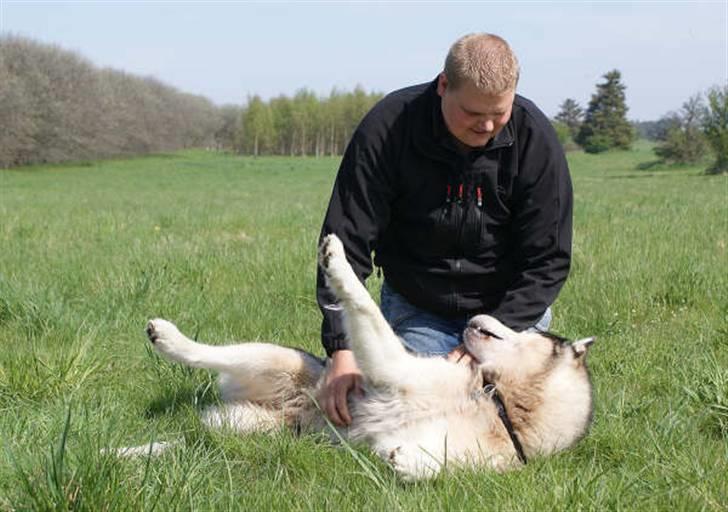 Alaskan malamute SILVER billede 17