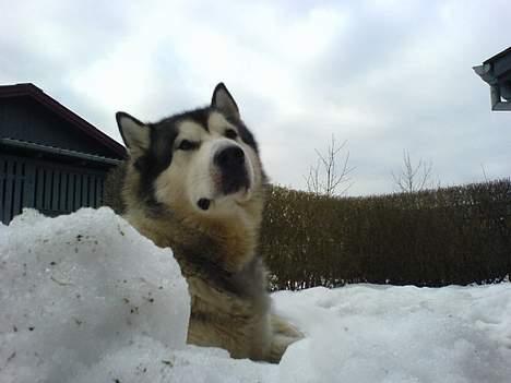 Alaskan malamute SILVER billede 18