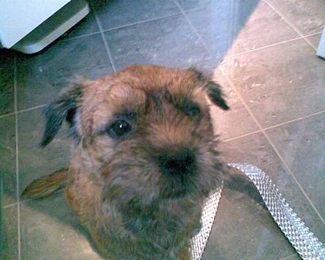 Border terrier Acita - Hvor kan jeg se sølle ud:) billede 5