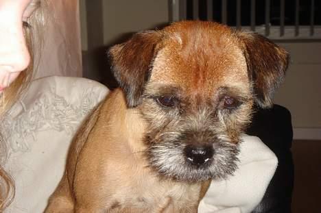 Border terrier Acita - Må jeg ikke nok få noget slik:,( billede 6