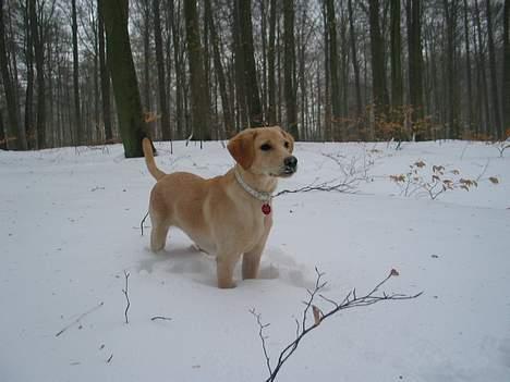 Labrador retriever Ida billede 1