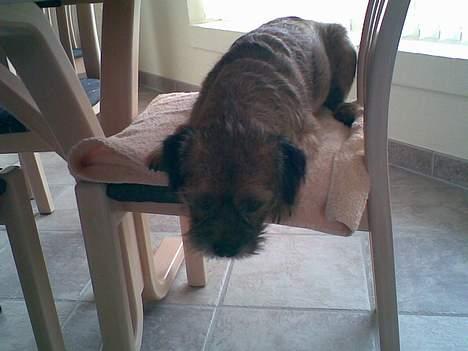 Border terrier Acita - skal jeg hop ned eller skal jeg blive oppe? billede 7