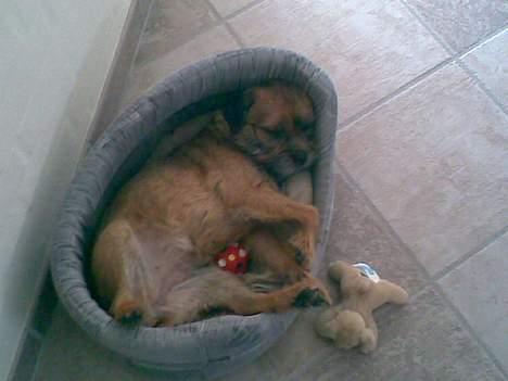 Border terrier Acita - Nus mig plisss! billede 8