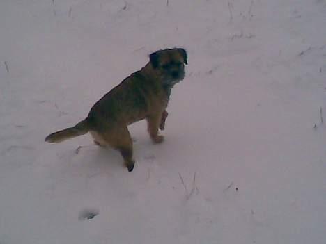 Border terrier Acita - var der nogen der kaldte? billede 9