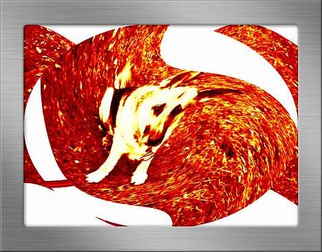 Schæferhund Viktor - har selv lavet det billede 17