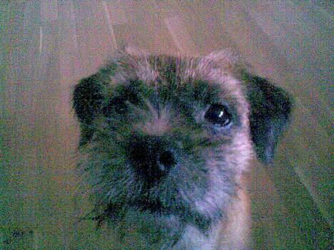 Border terrier Acita - se hvor sød jeg er<33 billede 10