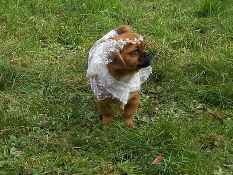 Blanding af racer Bonnie - Så er man klædt ud som brud til fastelavn,og om man så får lov at slå til tønden.. nej nej.. det gjorde mor.. Snøft billede 3