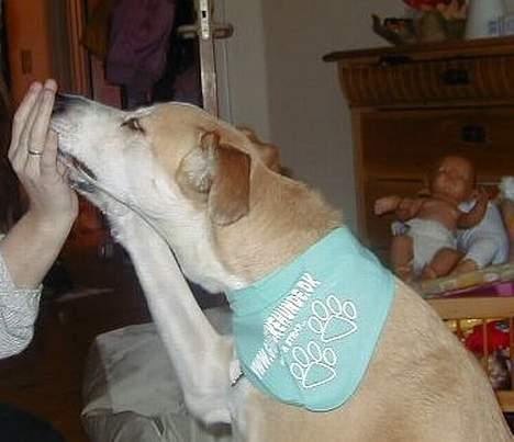 Blanding af racer Soffie - Øver os i High Five, det hjælper med en fiskegodbid fra Olivers, men puh hvor de lugter billede 11