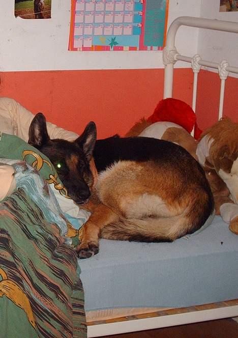 Schæferhund Freja  billede 19