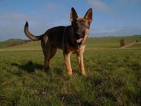 Schæferhund Cassius billede 10