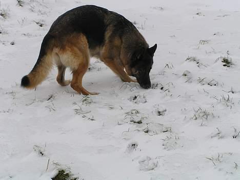 Schæferhund Freja  billede 20