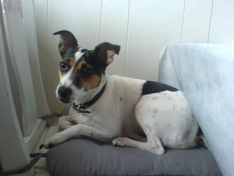 Dansk svensk gaardhund Frida billede 16