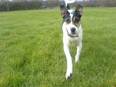 Dansk svensk gaardhund Frida billede 17