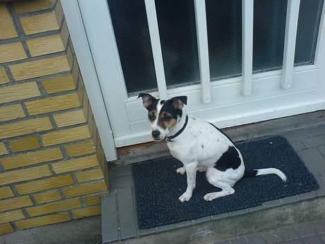 Dansk svensk gaardhund Frida - Luk mig nu ind :) billede 18