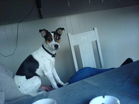 Dansk svensk gaardhund Frida - Frida sidder oppe ved sin mor ;) billede 19