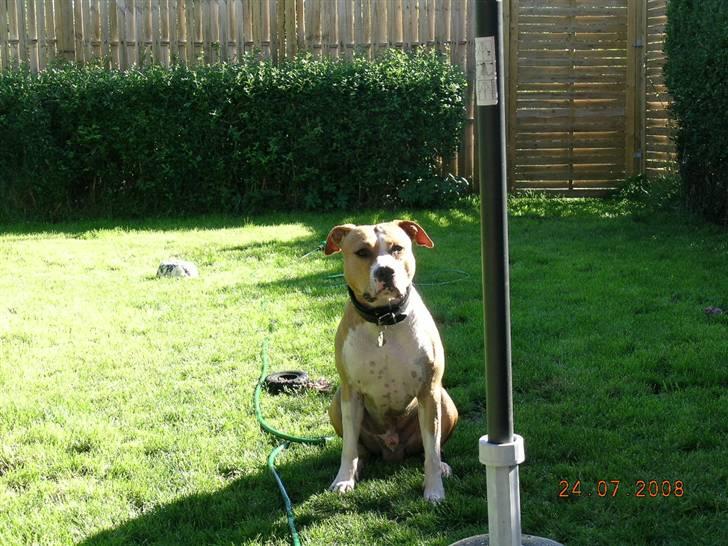 Amerikansk staffordshire terrier Buller billede 1