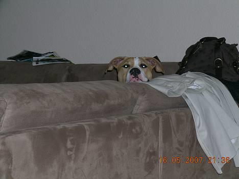 Amerikansk staffordshire terrier Buller billede 2