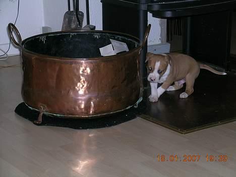 Amerikansk staffordshire terrier Buller billede 4