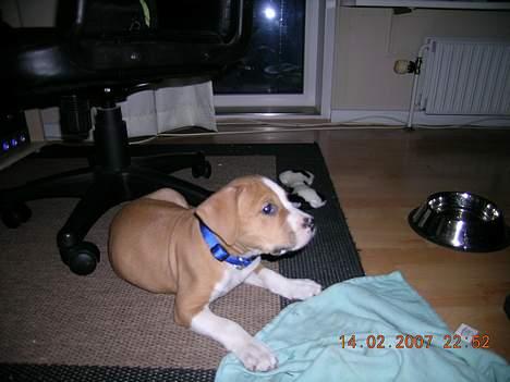 Amerikansk staffordshire terrier Buller billede 5