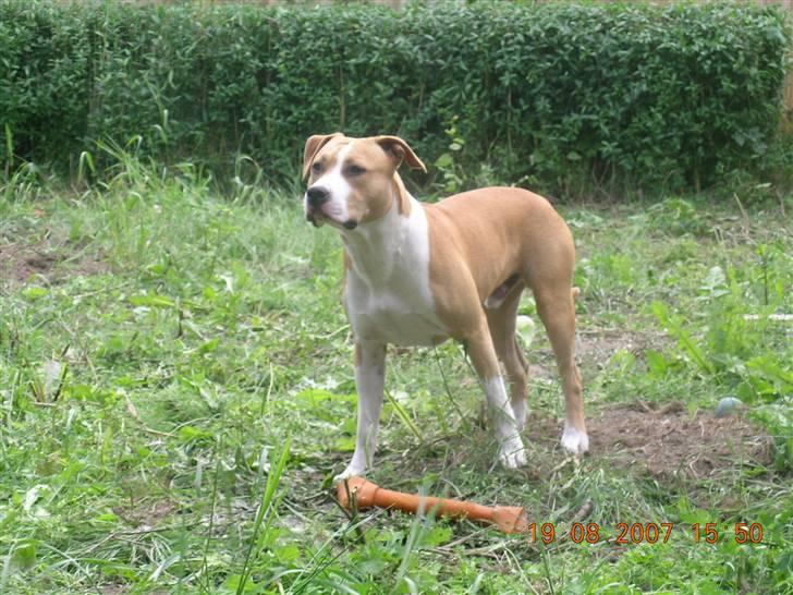 Amerikansk staffordshire terrier Buller billede 6