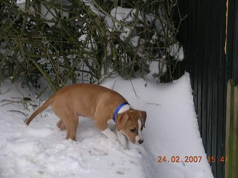 Amerikansk staffordshire terrier Buller billede 7