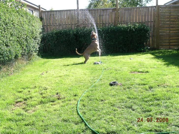 Amerikansk staffordshire terrier Buller billede 8