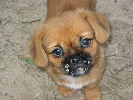 Blanding af racer Bonnie - Sand..Mmm,det knaser godt i tænderne:-) billede 4
