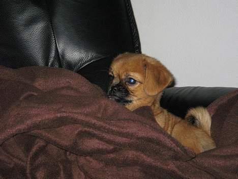 Blanding af racer Bonnie - er jeg ikke søøøød? billede 6