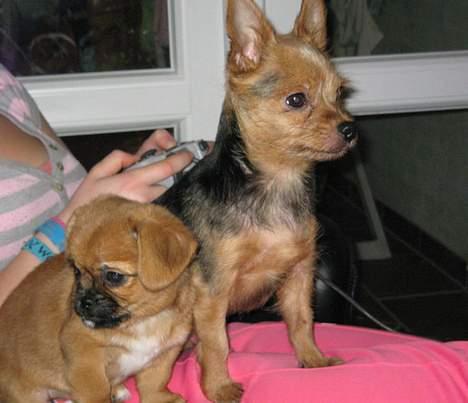 Blanding af racer Bonnie - Her sidder jeg på mosters skød,sammen med min aller bedste ven Daffie..   billede 7