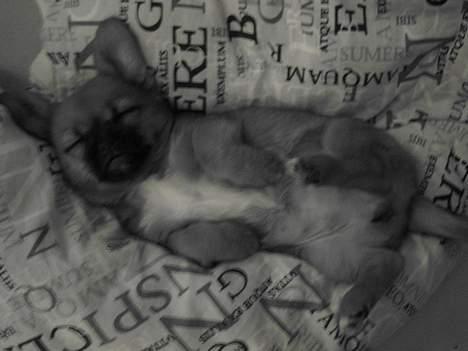 Blanding af racer Bonnie billede 8