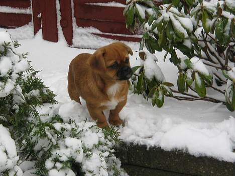 Blanding af racer Bonnie - Min første tur i sneen.. deeejligt:-) billede 9