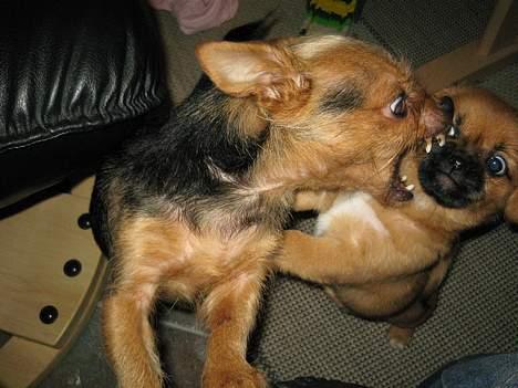 Blanding af racer Bonnie - Av for pokker.. Daffie kan godt blive lidt sur på mig engang imellem.. billede 10