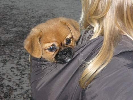 Blanding af racer Bonnie - Og når jeg ik gider gå mere. Så er det bare op i hætten på moster..Og så bare derud af..:-) billede 12