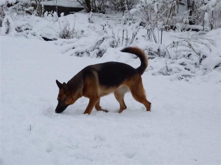 Schæferhund Sandra - Hun er på sporet af et eller andet? :) 4 år. billede 14