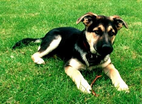Blanding af racer Zille - 3 mdr gammel og  lige hentet fra internat, Maj 2000 billede 1