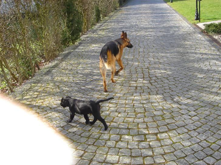 Schæferhund Sandra - Sandra & sin nye lillebror, Micki :) billede 15